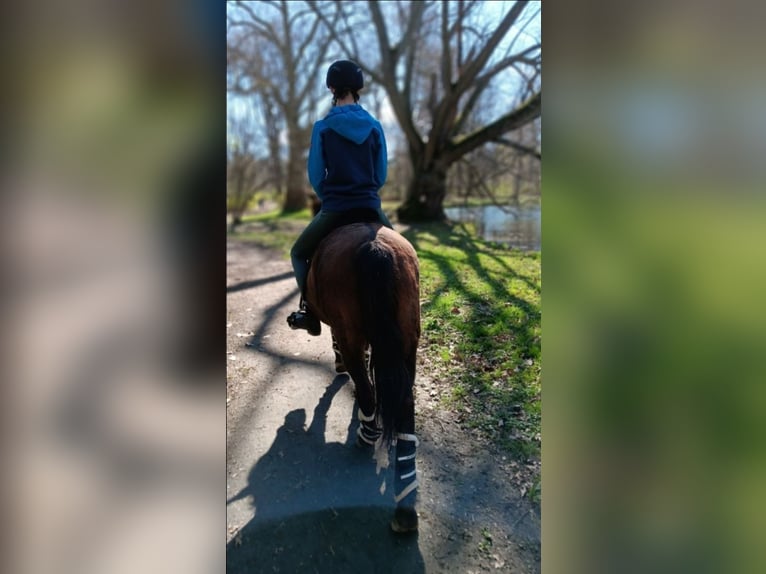 Reitbeteiligung gesucht
