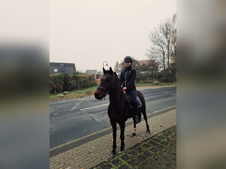 Reitbeteiligung gesucht