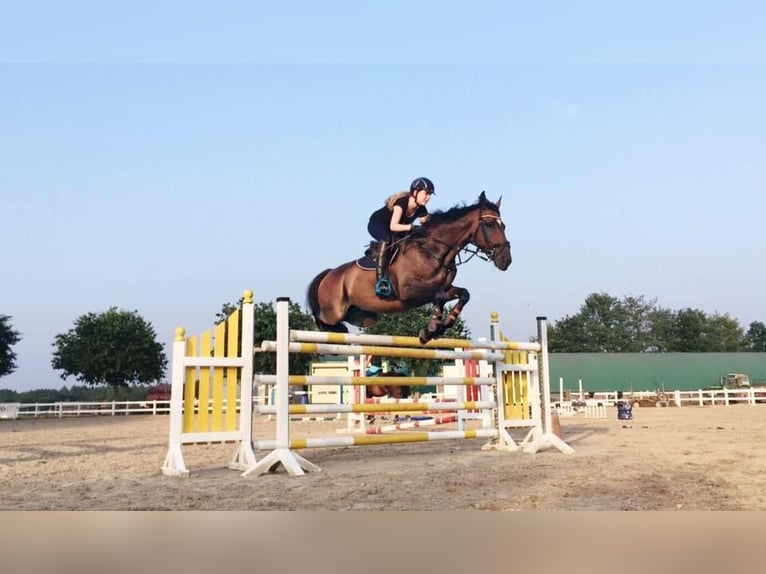 Reitbeteiligung gesucht