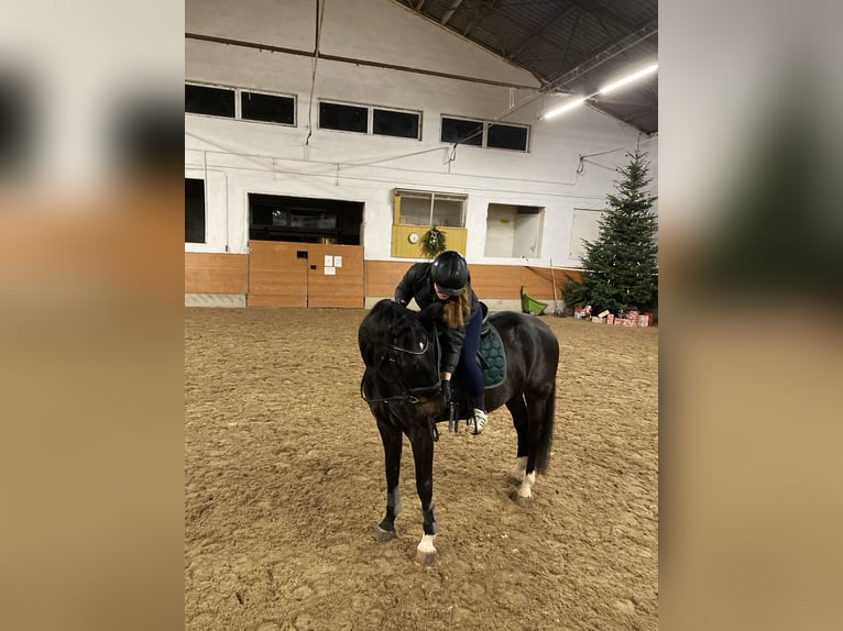 Reitbeteiligung gesucht