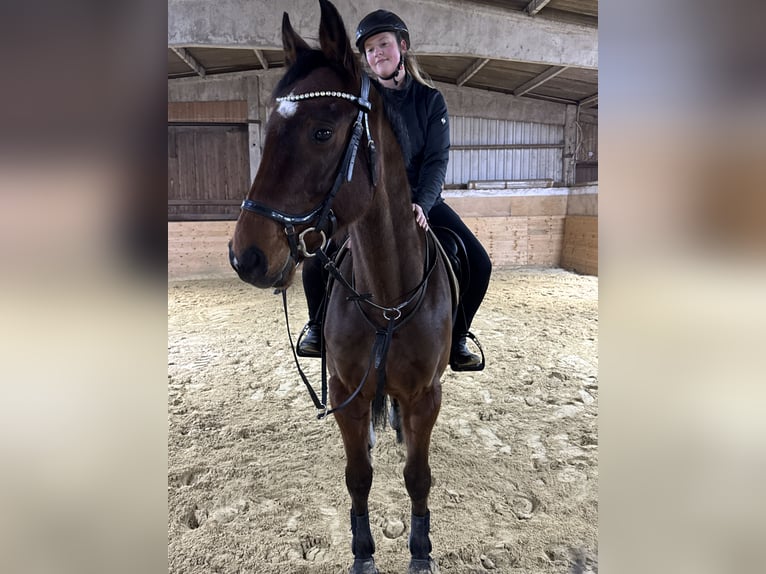 Reitbeteiligung gesucht