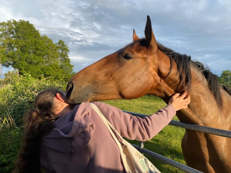 Reitbeteiligung gesucht