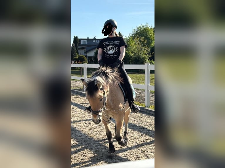 Reitbeteiligung gesucht