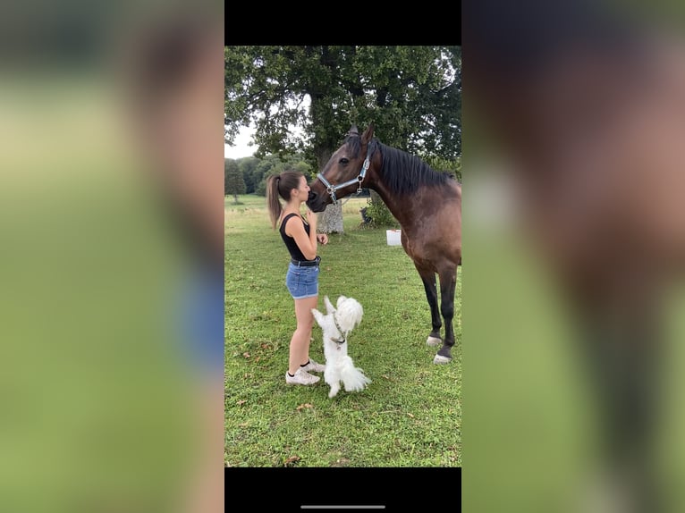 Reitbeteiligung gesucht