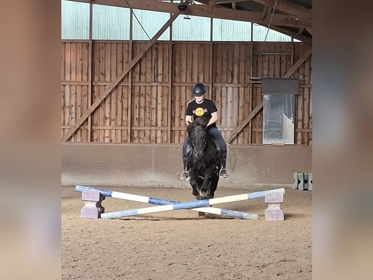 Reitbeteiligung gesucht