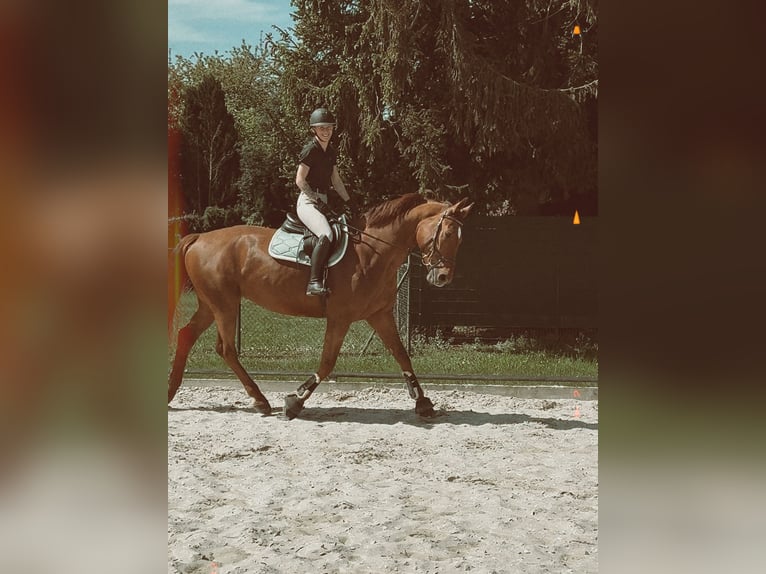 Reitbeteiligung gesucht