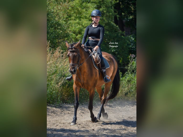 Reitbeteiligung gesucht