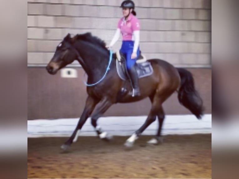 Reitbeteiligung gesucht 