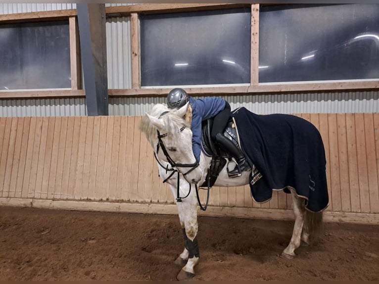 Reitbeteiligung gesucht