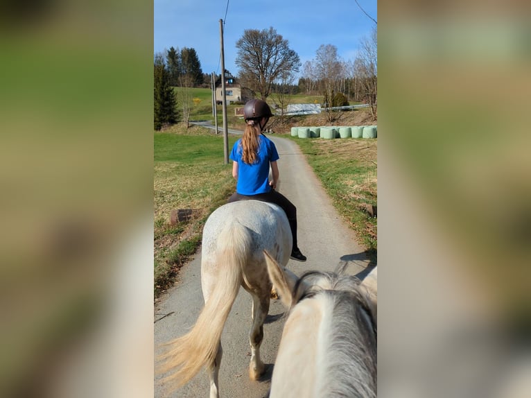Reitbeteiligung gesucht 