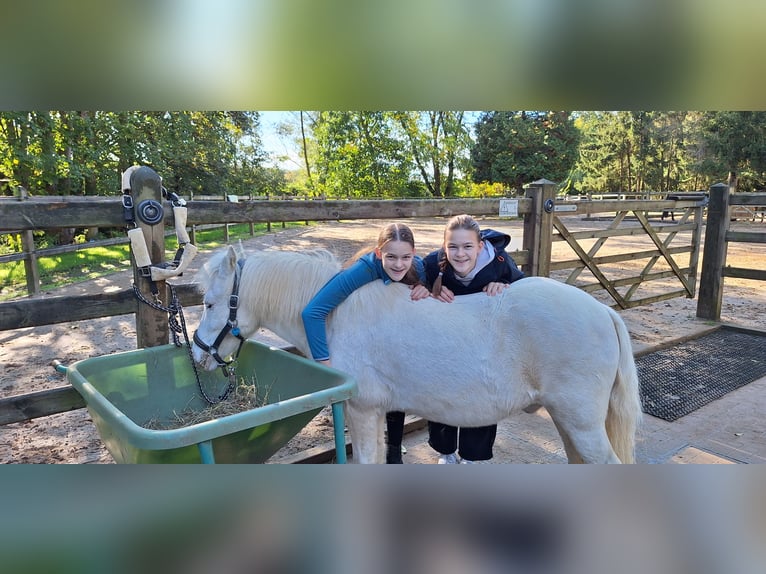 Reitbeteiligung gesucht