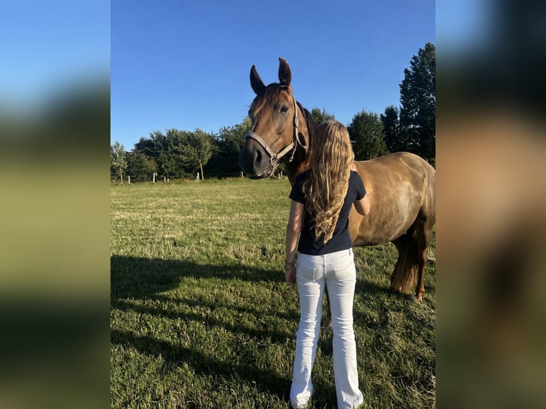 Reitbeteiligung gesucht