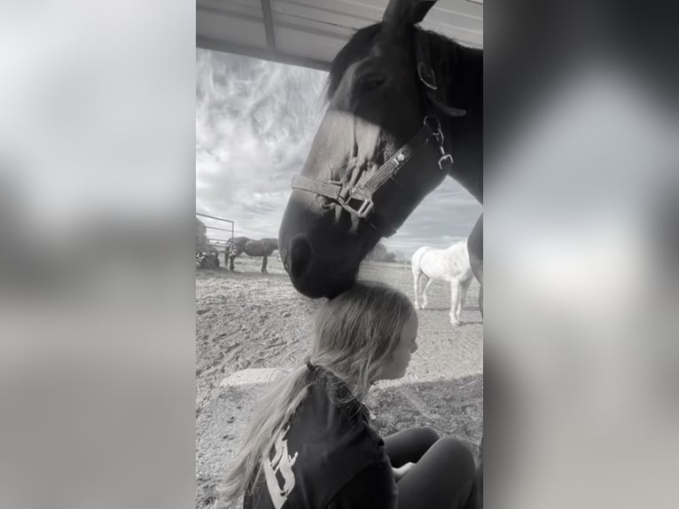 Reitbeteiligung gesucht