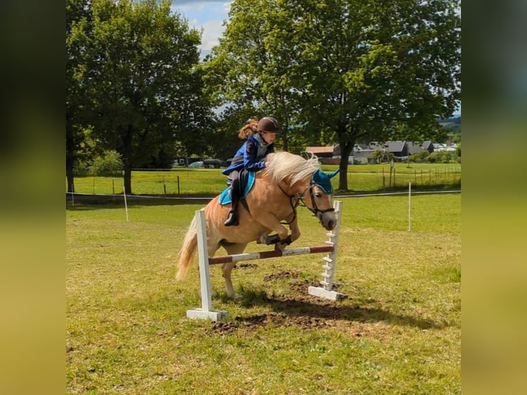 Reitbeteiligung gesucht 