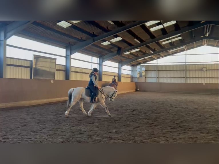 Reitbeteiligung gesucht