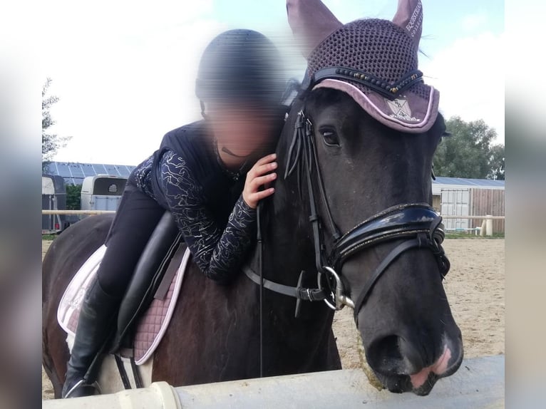 Reitbeteiligung gesucht