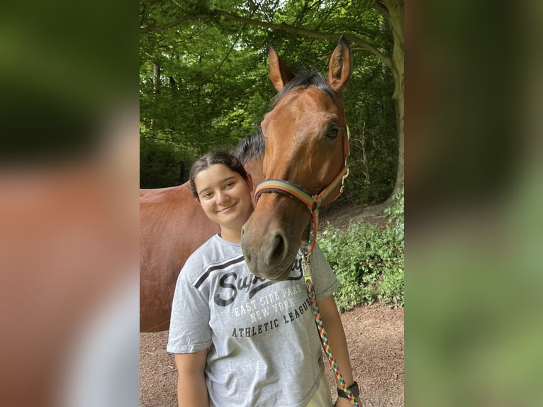 Reitbeteiligung gesucht