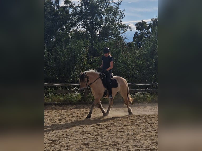 Reitbeteiligung gesucht