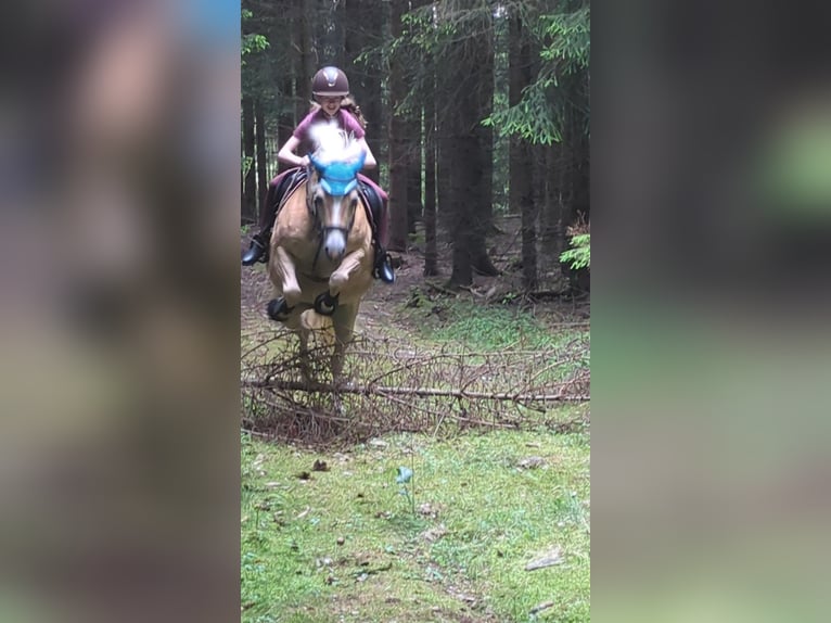 Reitbeteiligung gesucht 