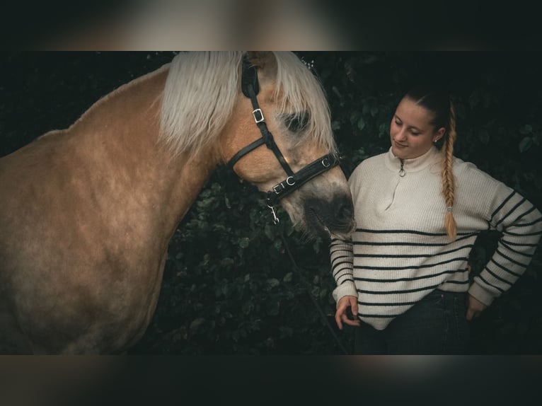 Reitbeteiligung gesucht