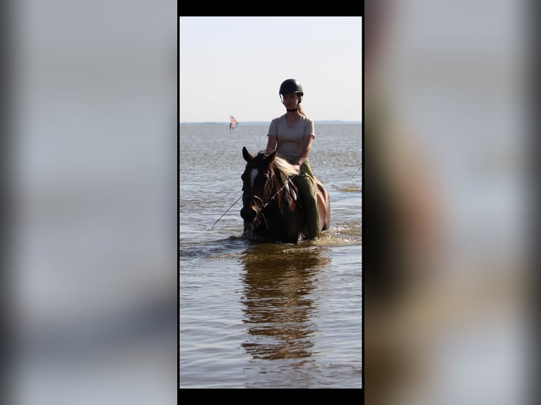 Reitbeteiligung gesucht