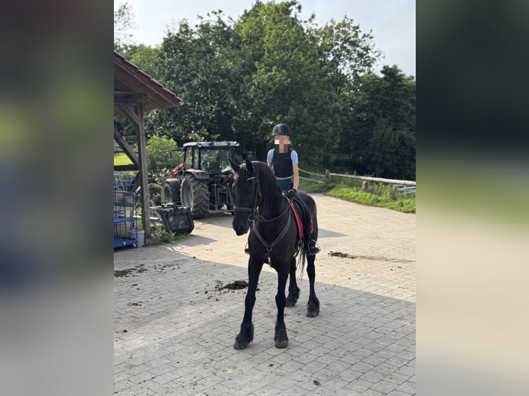 Reitbeteiligung gesucht 