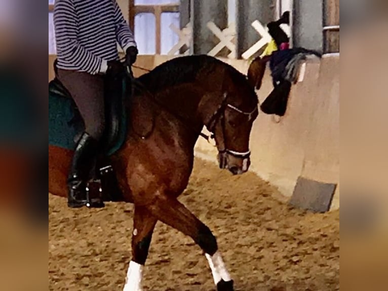Reitbeteiligung gesucht