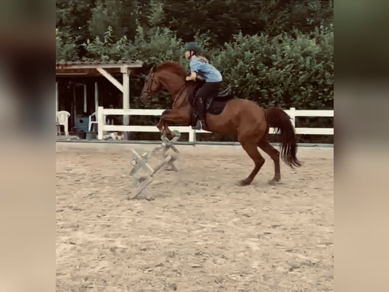 Reitbeteiligung gesucht