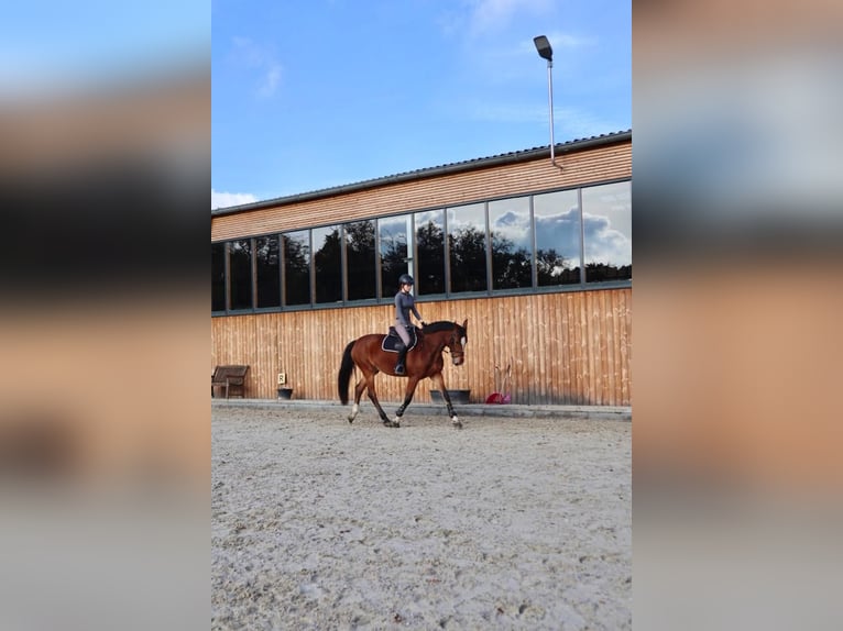 Reitbeteiligung gesucht Reitbeteiligung gesucht