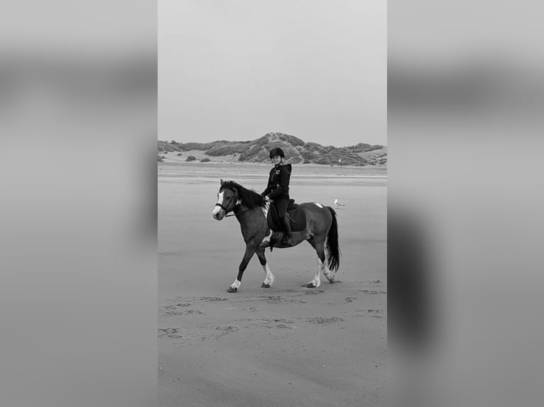Reitbeteiligung gesucht