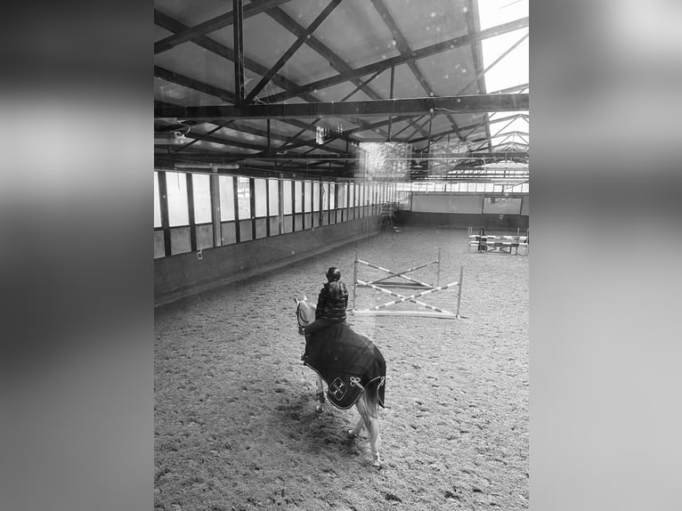 Reitbeteiligung gesucht