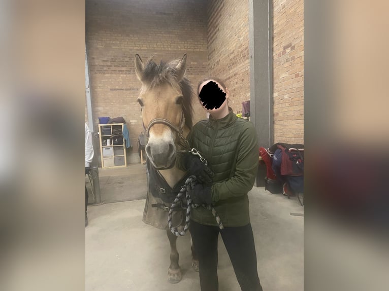 Reitbeteiligung gesucht