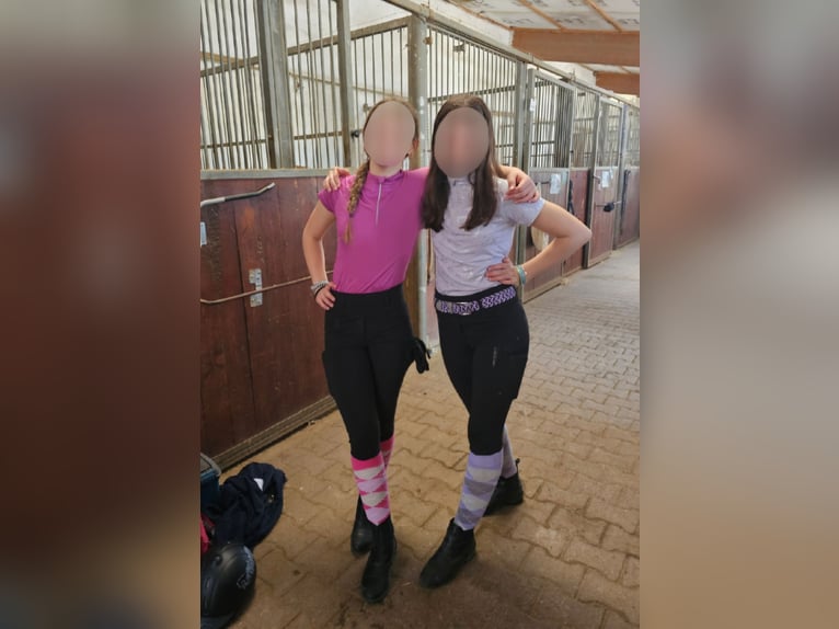 Reitbeteiligung gesucht