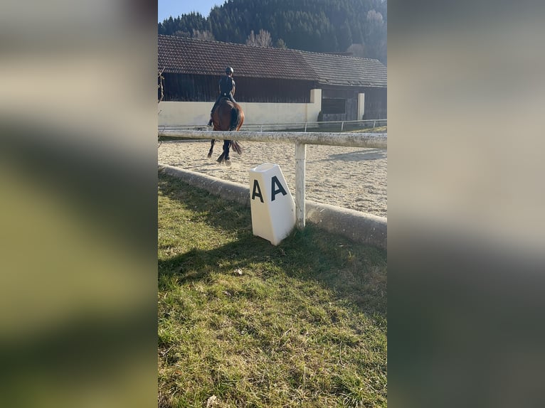 Reitbeteiligung gesucht