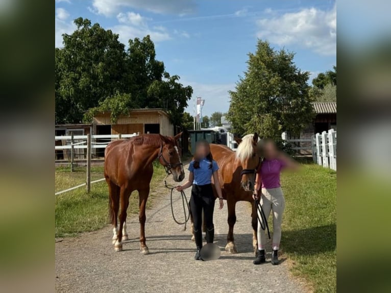 Reitbeteiligung gesucht