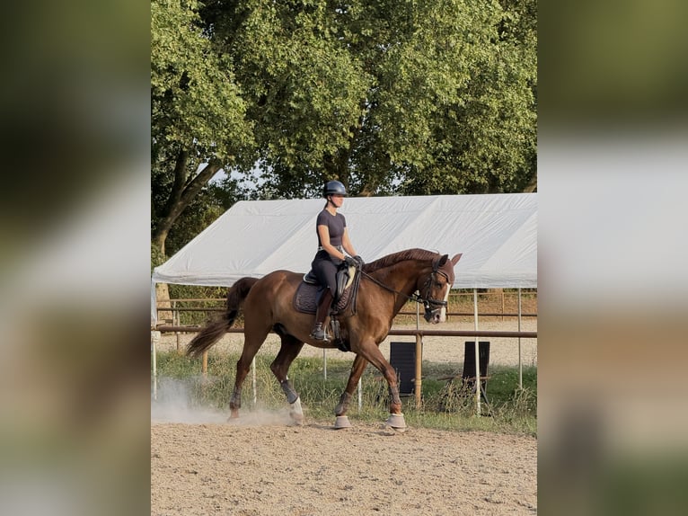 Reitbeteiligung gesucht :)