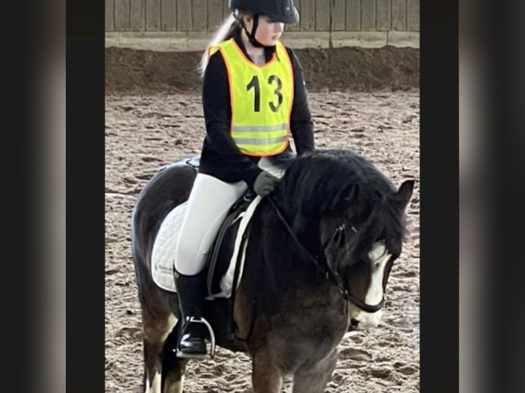 Reitbeteiligung gesucht