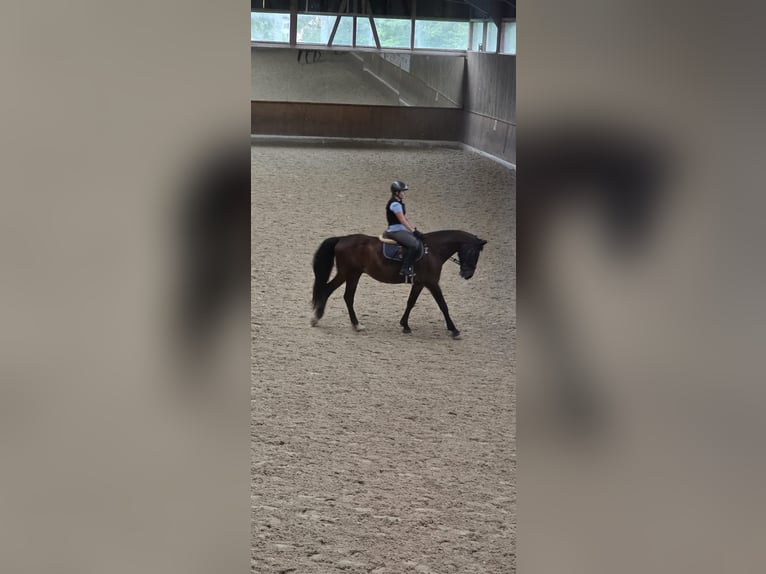 Reitbeteiligung gesucht