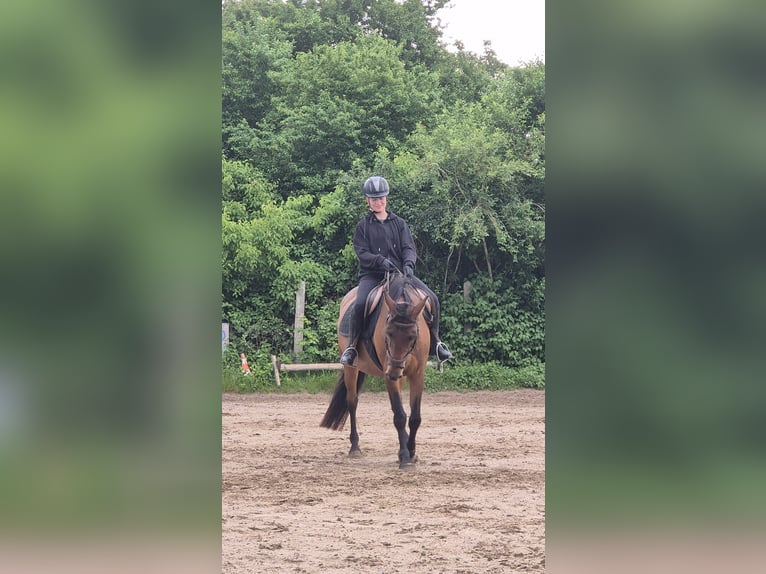 Reitbeteiligung gesucht