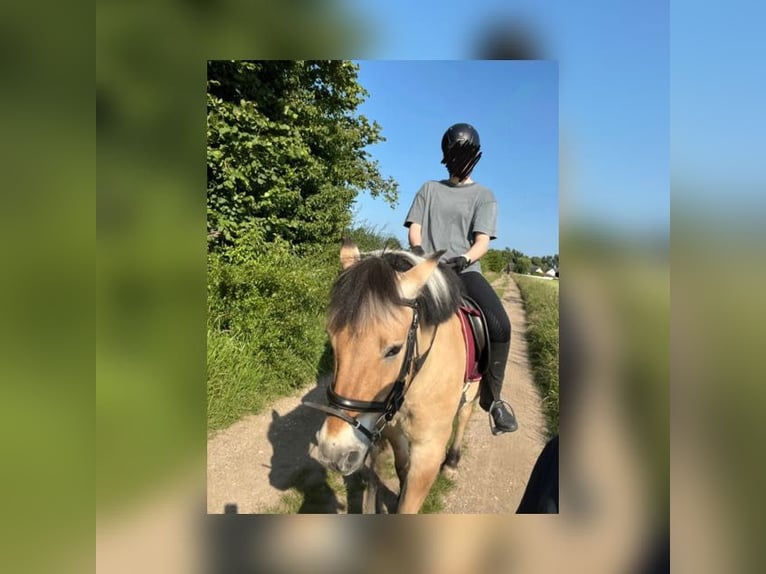 Reitbeteiligung gesucht