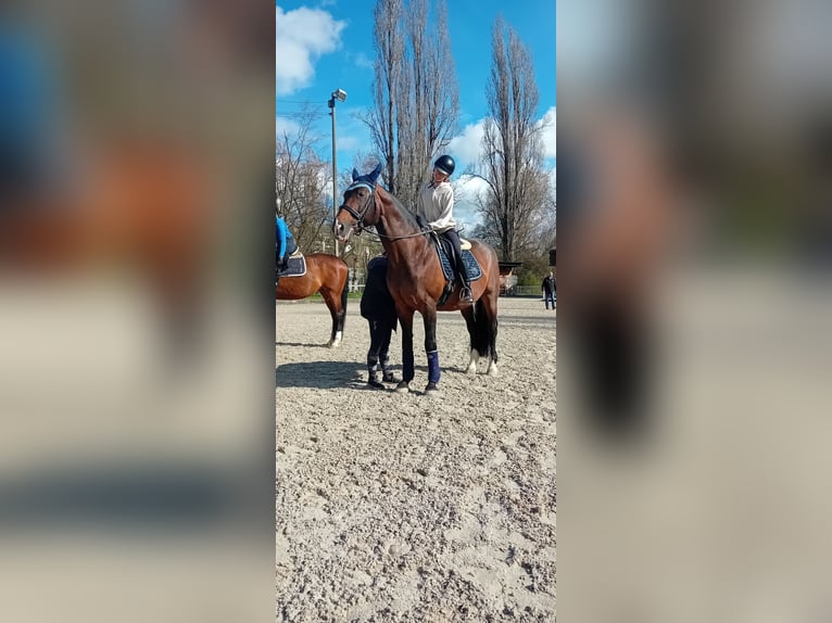 Reitbeteiligung gesucht