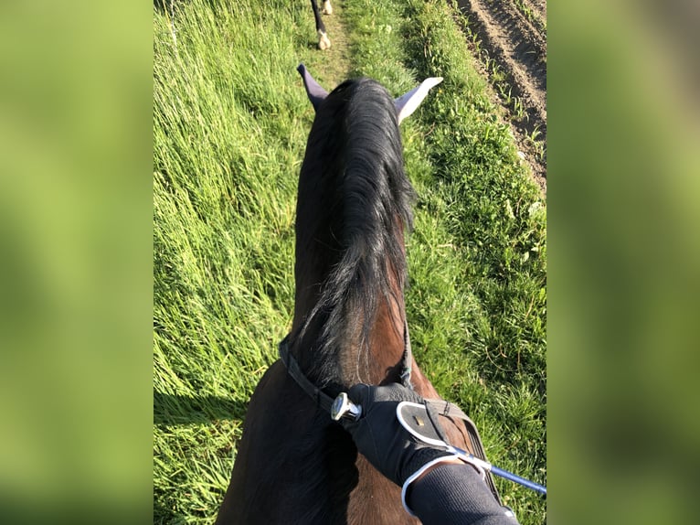 Reitbeteiligung gesucht?