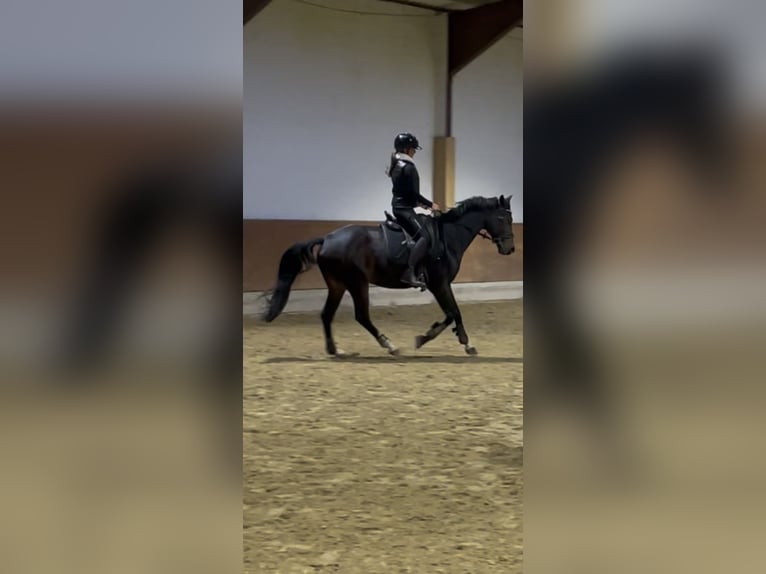 Reitbeteiligung gesucht