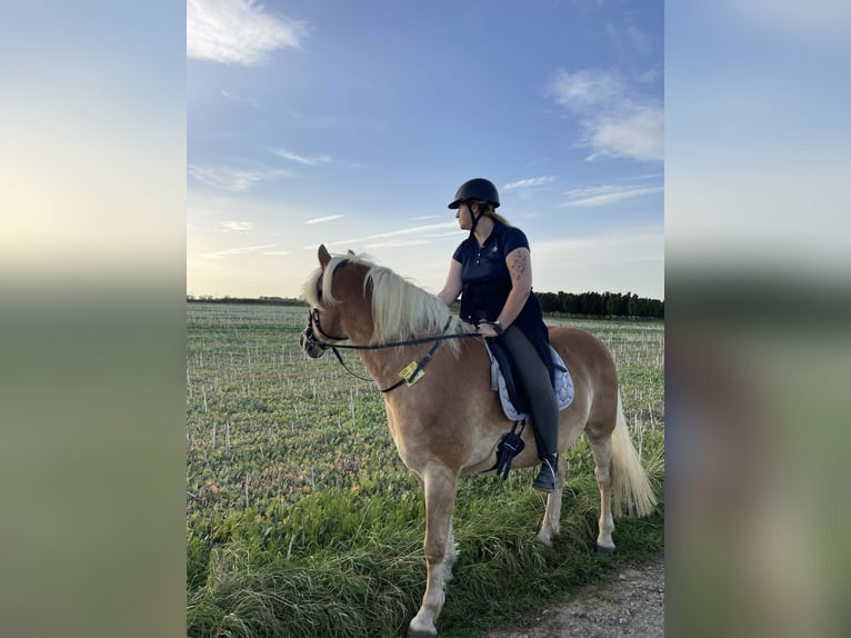 Reitbeteiligung gesucht