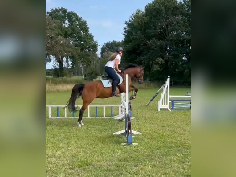 Reitbeteiligung gesucht