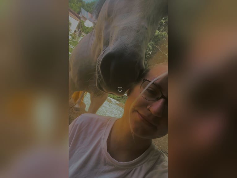 Reitbeteiligung gesucht