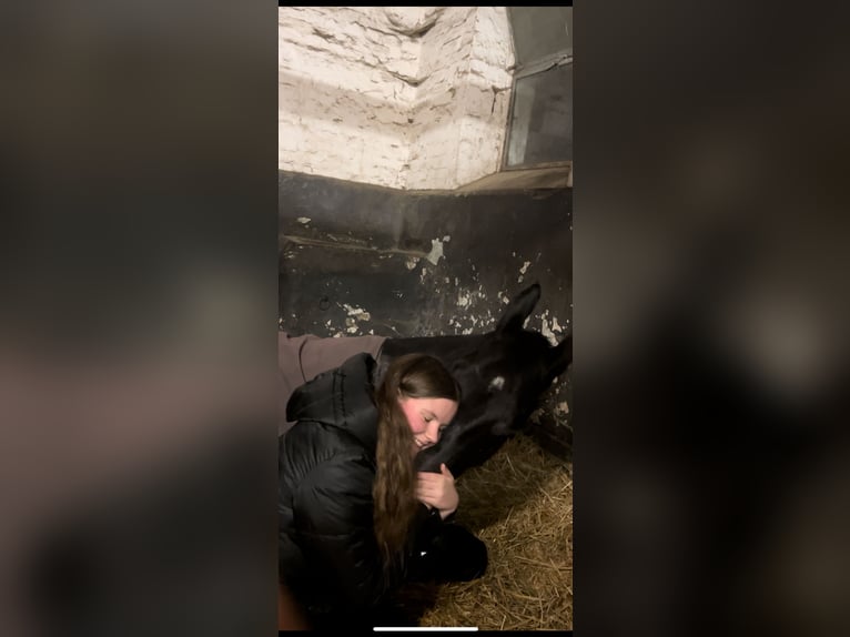 Reitbeteiligung gesucht