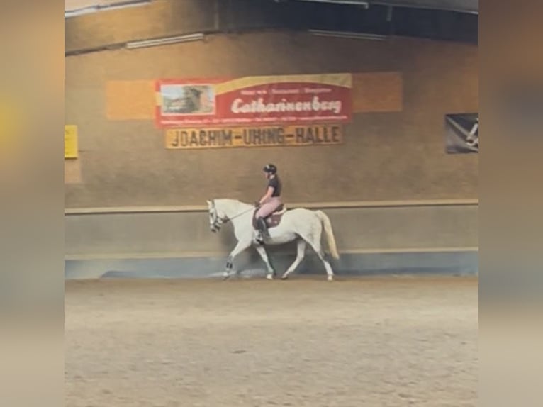 Reitbeteiligung gesucht