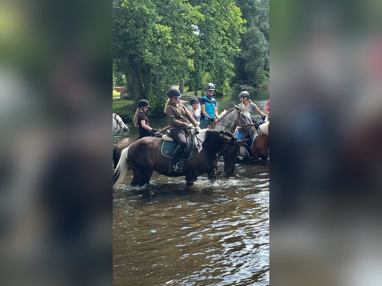 Reitbeteiligung gesucht