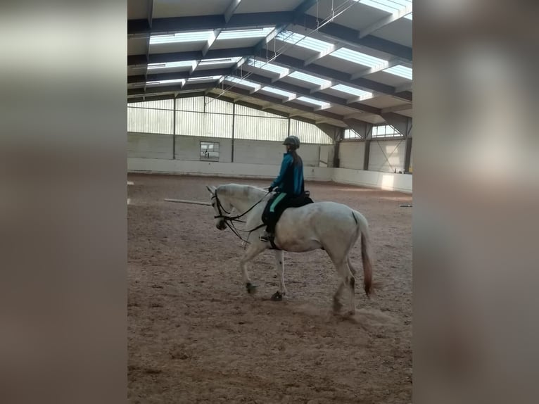 Reitbeteiligung gesucht 